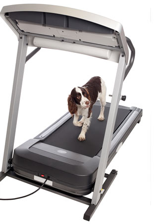 Individual dogs need different amounts of exercise.