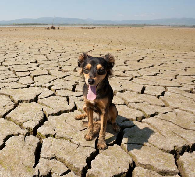 Dogs become dehydrated if they lose or don't take in enough fluid.
