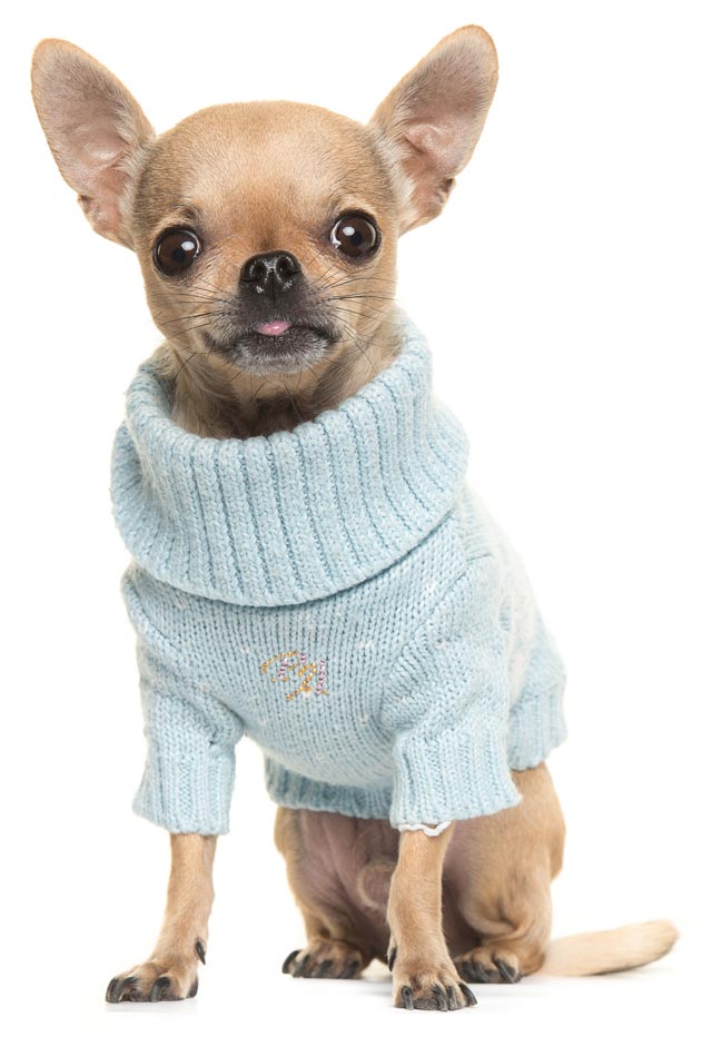 dog hates sweater