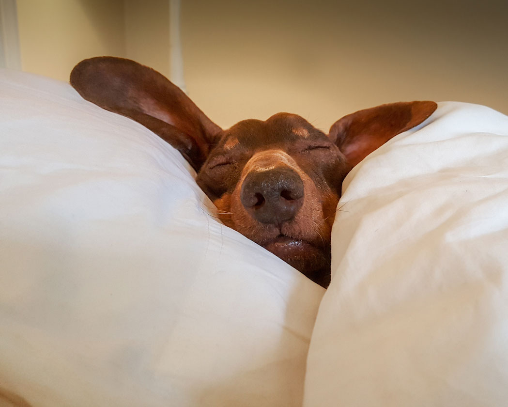 Learn some of the best ways to make a dog tired.