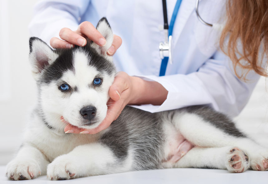 Learn about huskies and their physical and personality characteristics.