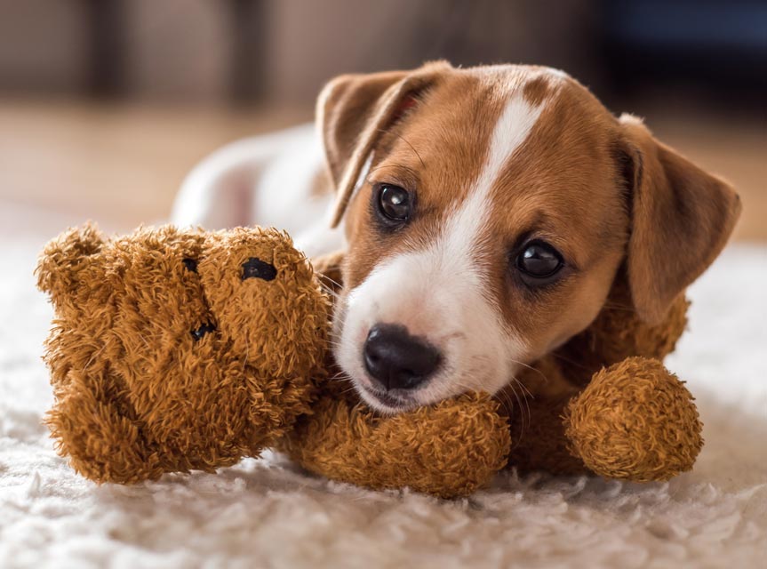 Small dog hypoglycemia can be life-threatening. Hypoglycemia is a common problem in small breed dogs.