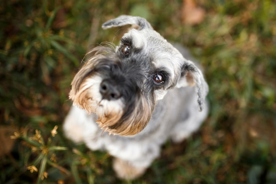 Hypoparathyroidism in dogs can cause seizures. Hypoparathyroidism in dogs causes hypocalcemia.
