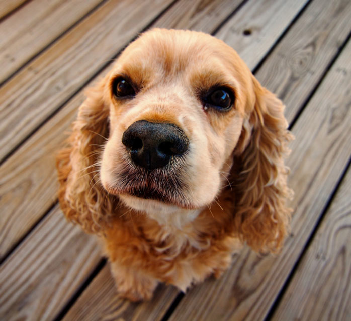 Immune-mediated thrombocytopenia is a condition during which the dog’s bleeding is uncontrolled. Immune-mediated thrombocytopenia causes excessive bleeding in dogs.