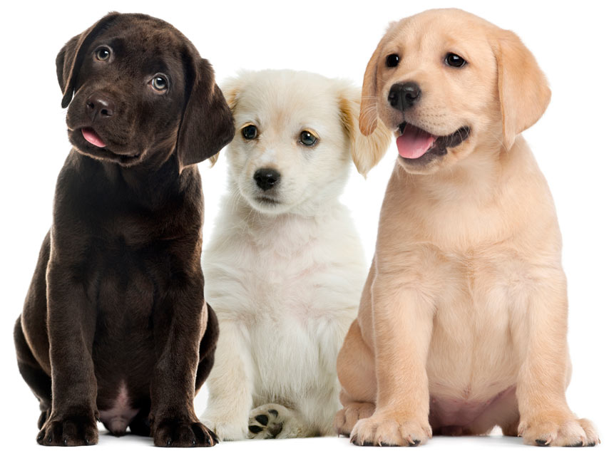 Learn about inguinal hernias in puppies. Inguinal hernias in puppies are congenital.
