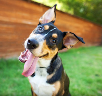 Dogs can be bothered by and get diseases from certain summer bugs.
