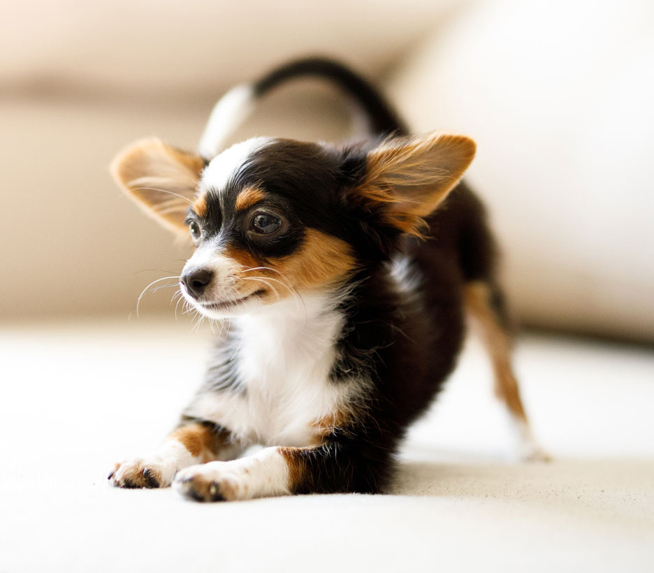 Insulinoma causes low blood sugar in dogs. Learn about insulinoma in dogs.