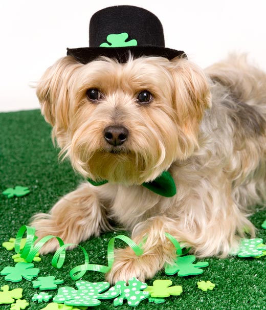 Find some Irish dog names for your lucky pup.