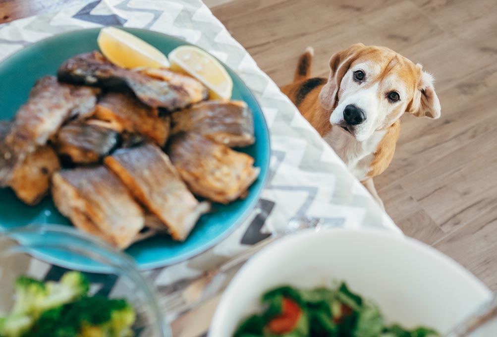 Learn whether dogs can eat fish.