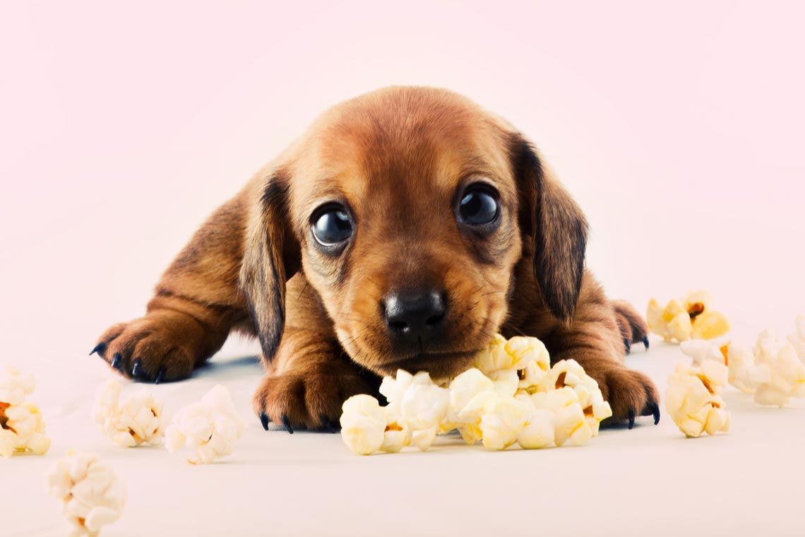Popcorn itself is safe for dogs.