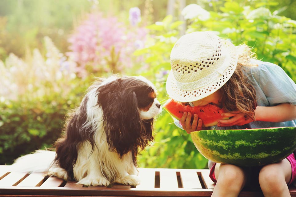 Watermelon is generally safe for dogs. Learn whether watermelon is toxic for dogs.