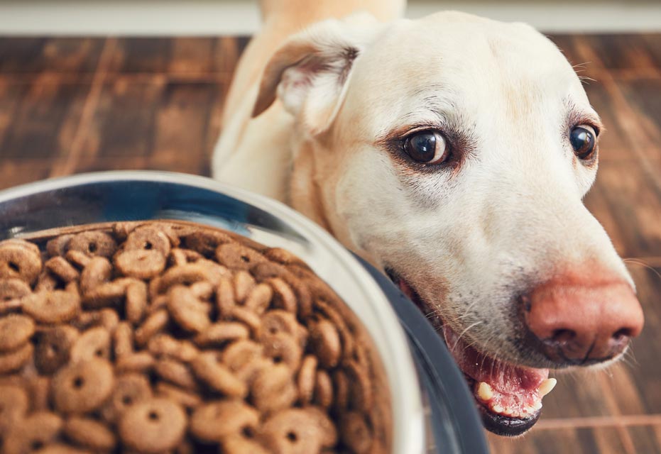 How to help a picky dog eat better.