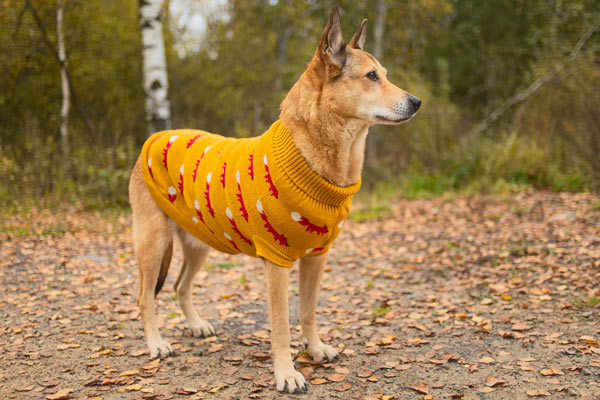 Sweaters can keep your dog warm in cold weather Sweaters can keep your dog warm in cold weather