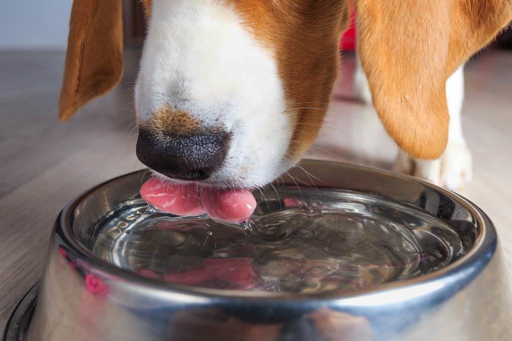 Learn ways to keep your dog hydrated in warm weather.
