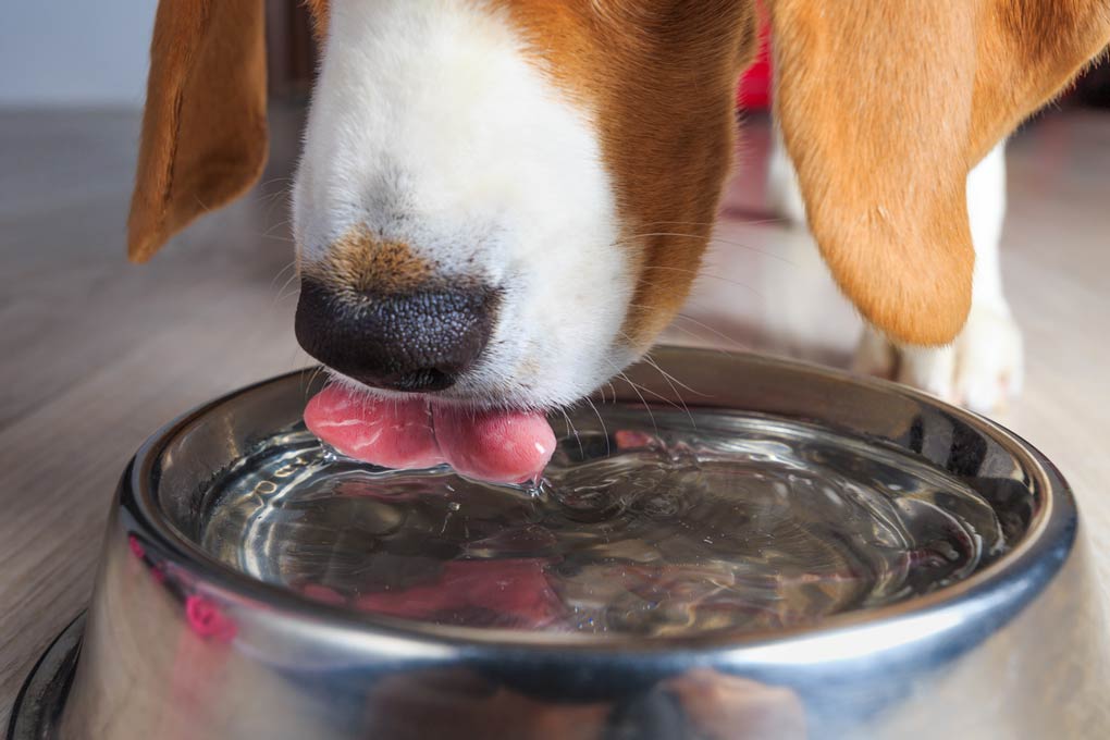 Keep Your Dog Hydrated - The Perfect Amount of Water for your Pet