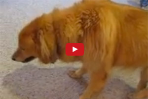 Dog Cough Demonstration Dog Cough Demonstration