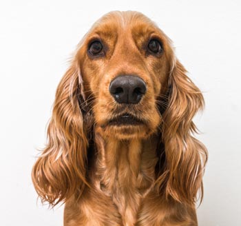 Dogs with kidney disease need maintenance therapies. Kidney disease can be quite serious in dogs.