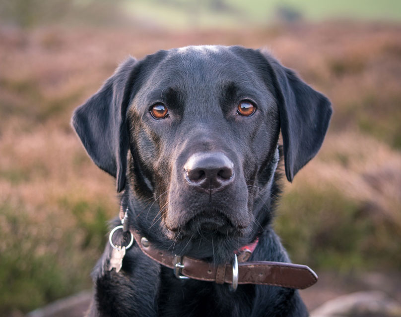 Learn about canine laryngeal paralysis.