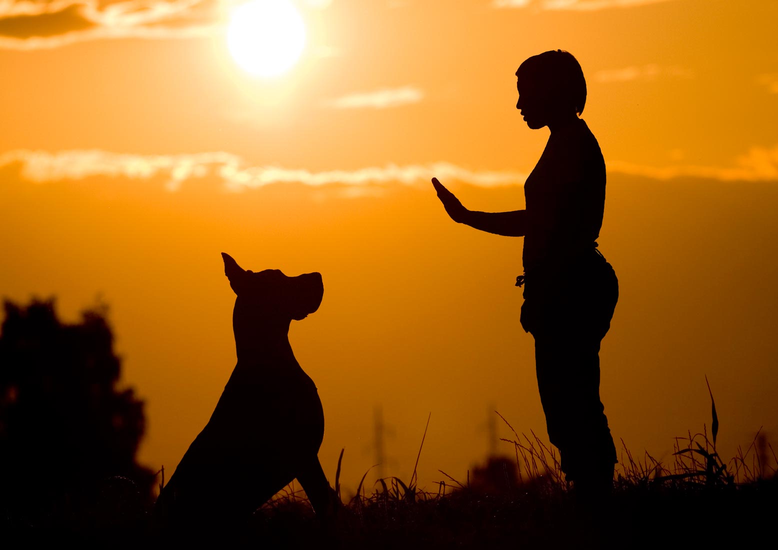 Your deaf dog can have a great quality of life with a few adjustments. Find out how you can train and help a deaf dog.