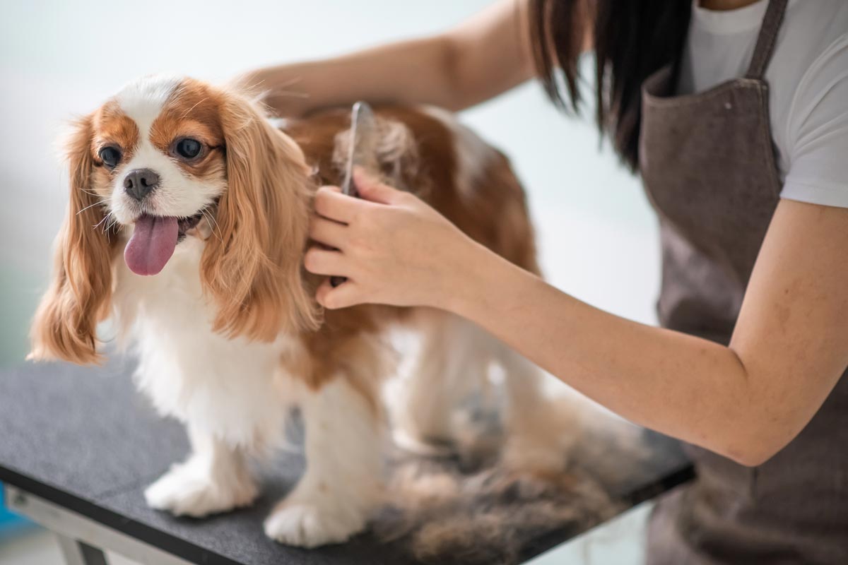 Tips for picking a dog groomer.