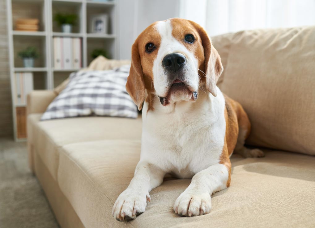 Is being a foster parent for dogs right for you? Tips for deciding if you should foster dogs.