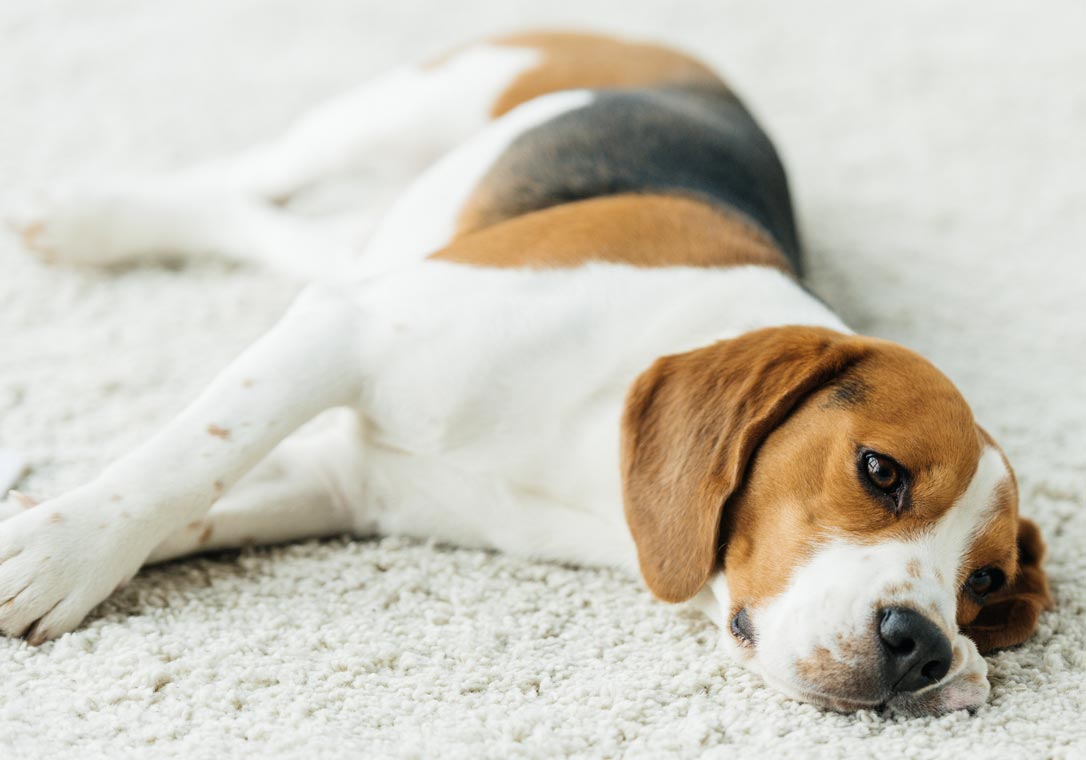 what happens when dogs eat carpet