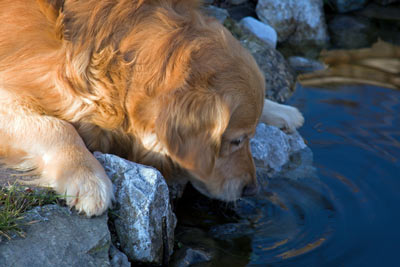 Dogs with leptospirosis can spread it to humans.