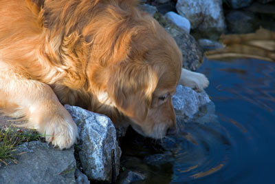 Lepto is caused by a bacteria and is a zoonotic illness. Dogs with leptospirosis can spread it to humans.