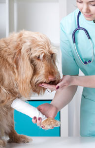 Treatment for lick granuloma in dogs can be long and involved.