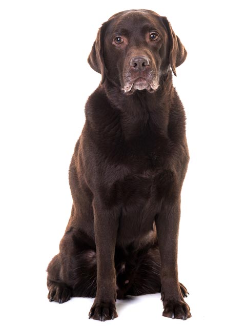 Lipomas are non-cancerous skin tumors in dogs. Learn about lipomas in dogs, their causes and diagnosis.
