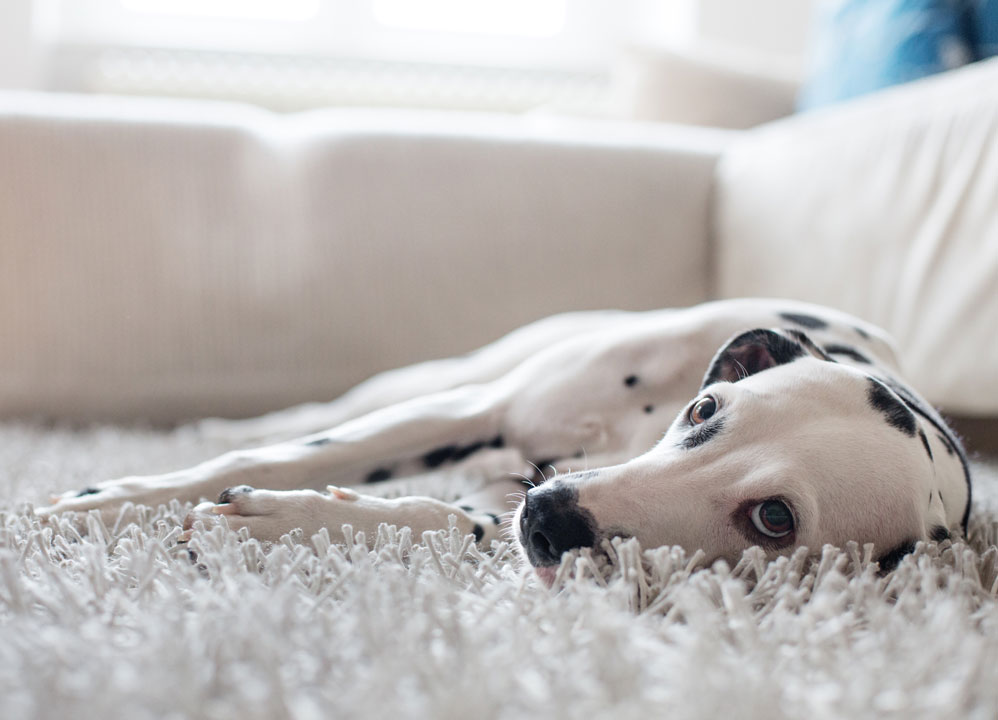Learn about lithotripsy in dogs. Some dogs may benefit from lithotripsy instead of bladder surgery.