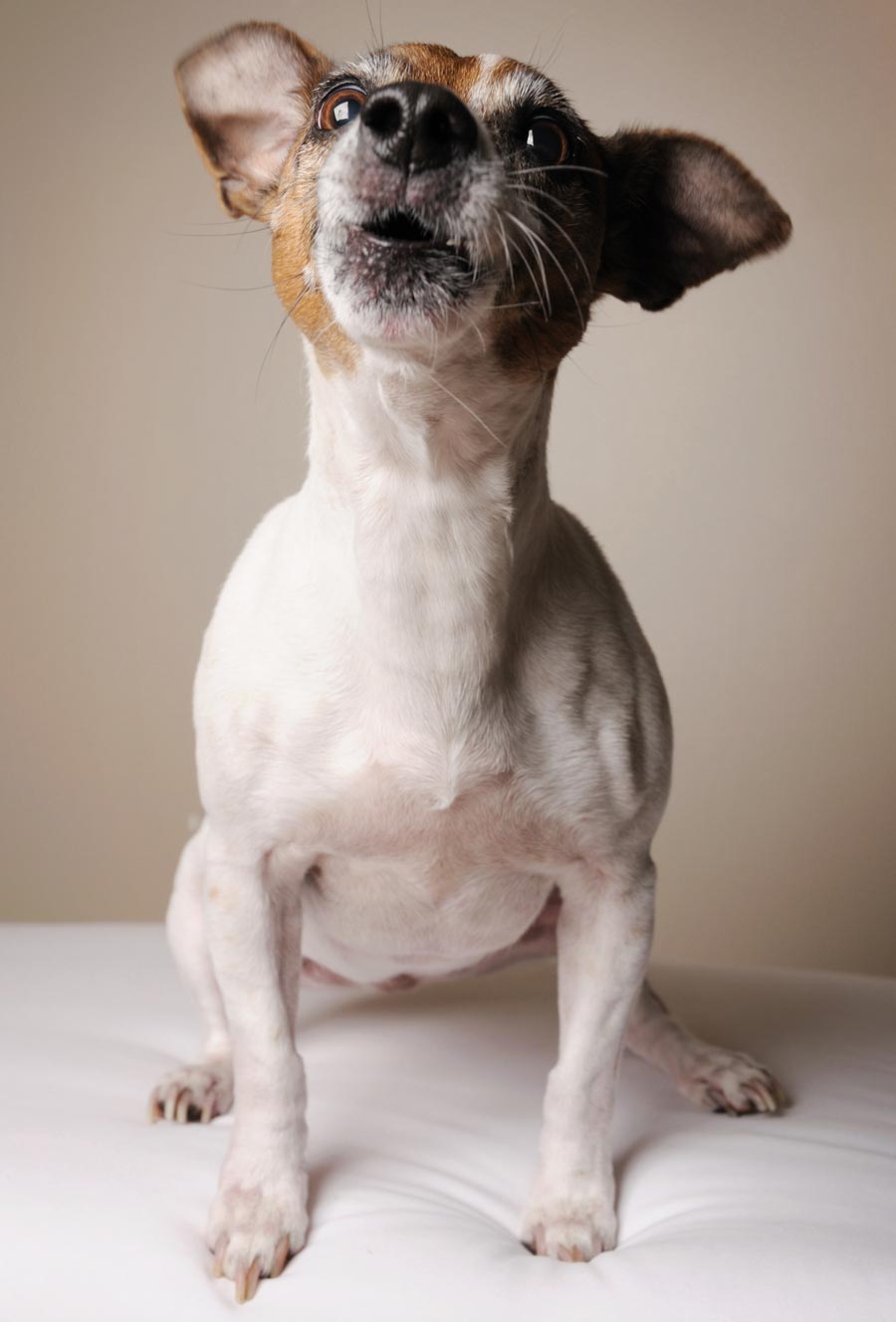 Dog Howling Behavior little_dog_howling
