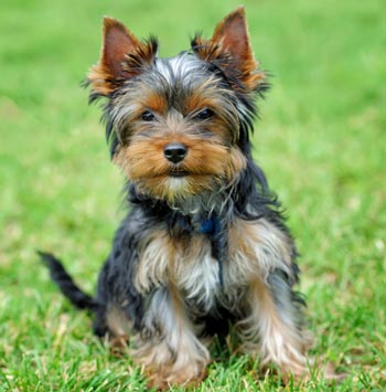 Liver shunts cause serious problems in dogs. Liver shunt is a serious condition in dogs.