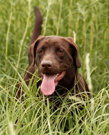 Lyme disease can be fatal in dogs.