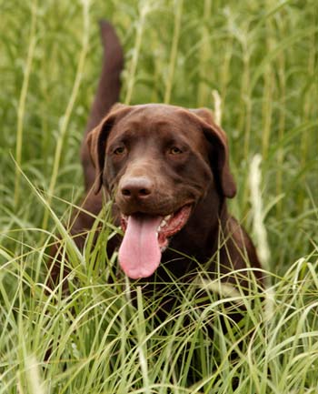 Lyme disease can occur in dogs as well as humans. Lyme disease can be fatal in dogs.