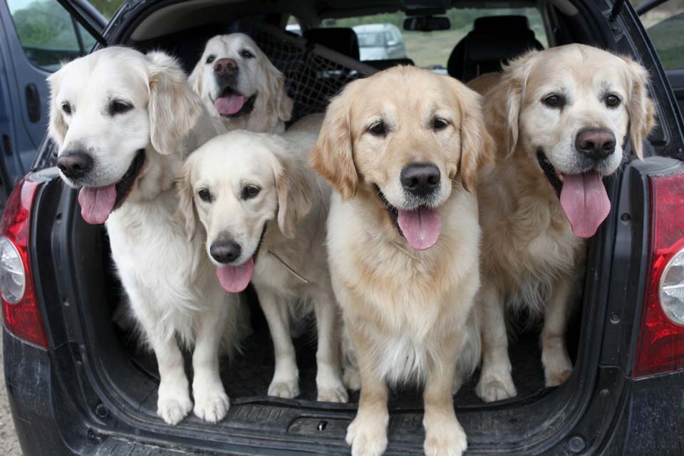 Learn how to make the car safer for your dog.