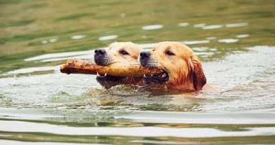 Do male and female dogs behave differently? Are there inherent differences between male and female dogs?