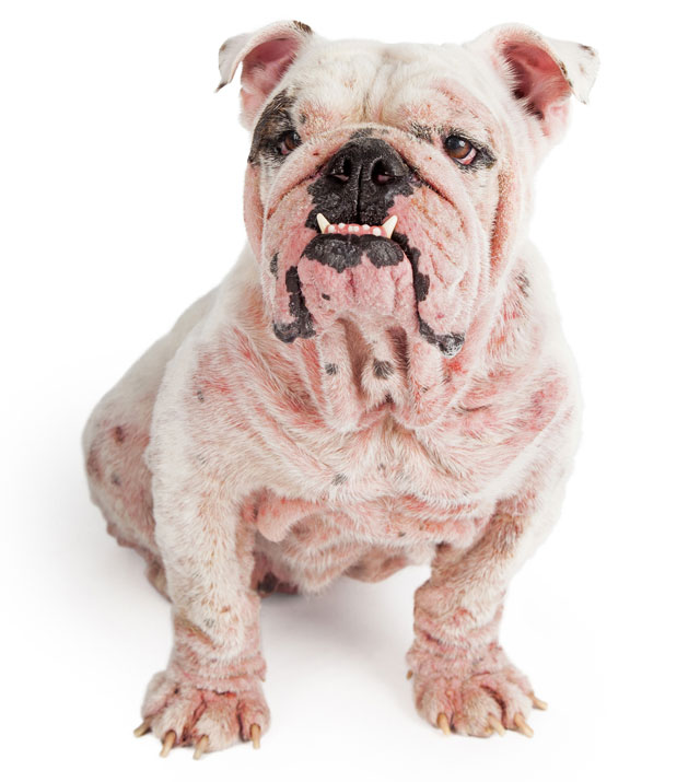Learn the causes, diagnosis, and treatment of mange in dogs.