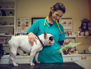 Mast cell tumor may affect a dog’s skin or organs. Mast cell tumor is a common cancer in dogs.