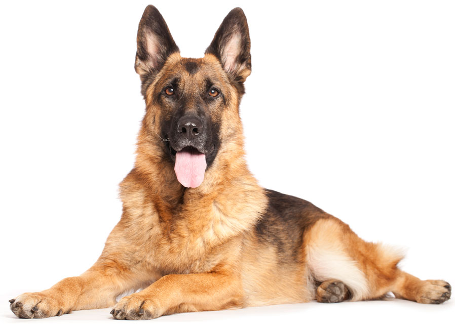 Masticatory myositis is painful for dogs. Masticatory myositis is an autoimmune condition.