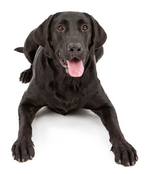 Labradors are one of the breeds diagnosed more often with elbow dysplasia, including medial fragmented coronoid process.