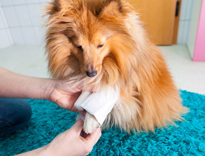 Find out what you need at home to deal with common dog injuries. Some common dog injuries and illnesses can be first treated at home.