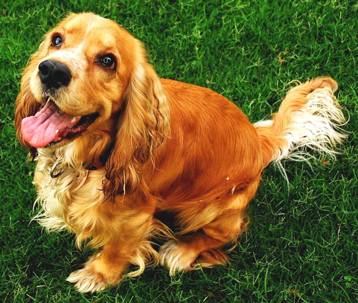 MVI leads to CHF in dogs. Learn about MVI in dogs.