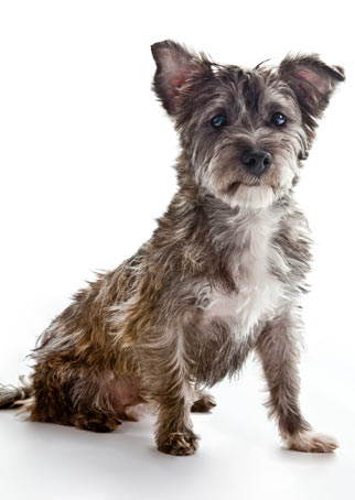 Rescuing a small mixed breed dog from a shelter is a great idea.