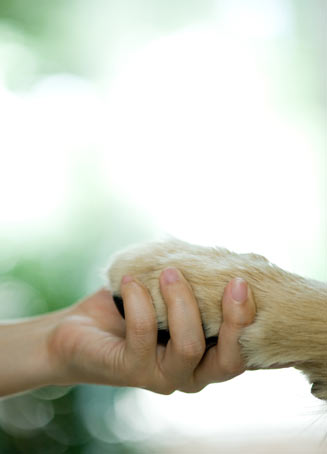 Labs are the most popular breed in America.