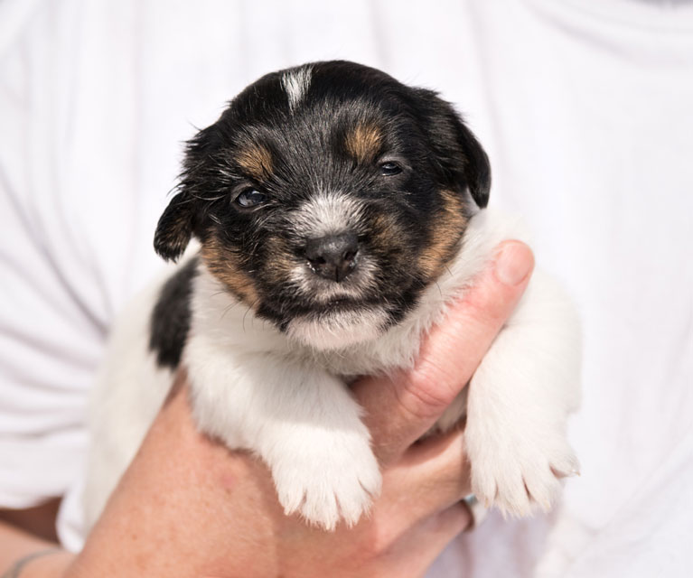 An MRI in a dog is usually done on the brain or spinal cord. MRIs in dogs can provide valuable diagnostic information.