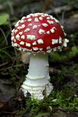 Are mushrooms toxic to dogs? Are mushrooms toxic to dogs?