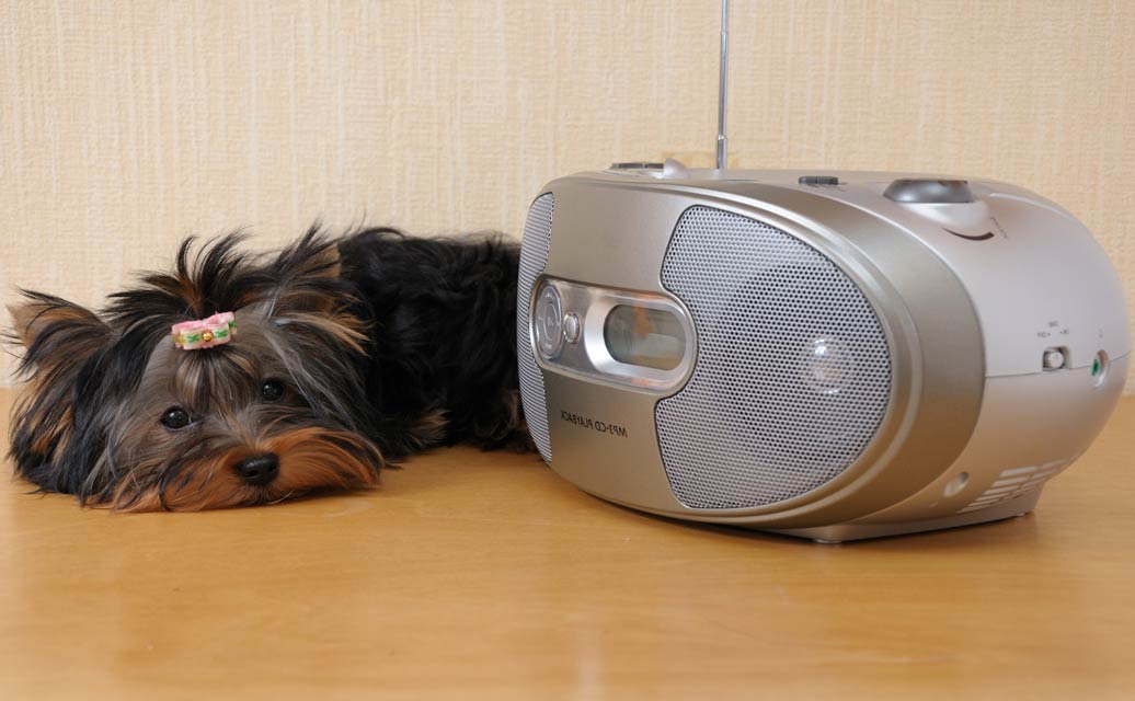 Calmer shelter dogs get adopted easier. Classical music calms shelter dogs.