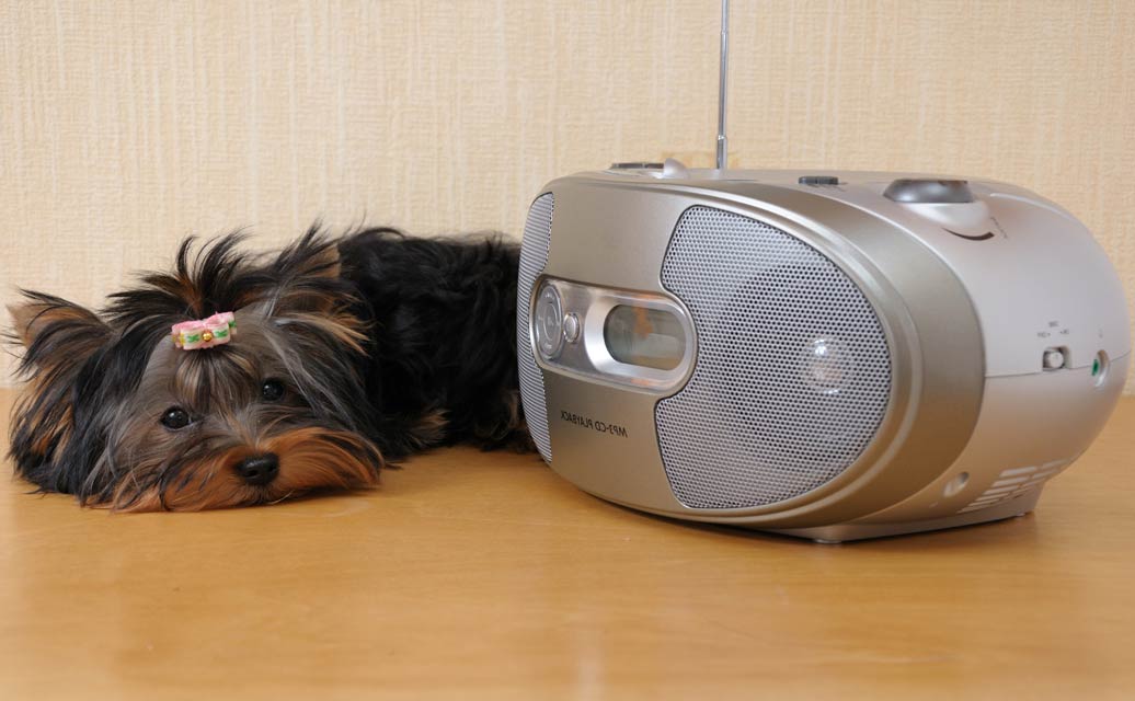 Classical music calms shelter dogs.