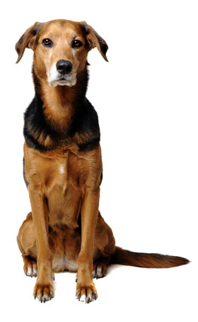 Mixed breed dogs have great characteristics.